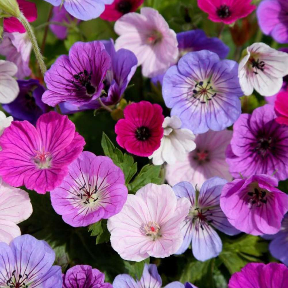 Storkenæb 'Breeders Mix'